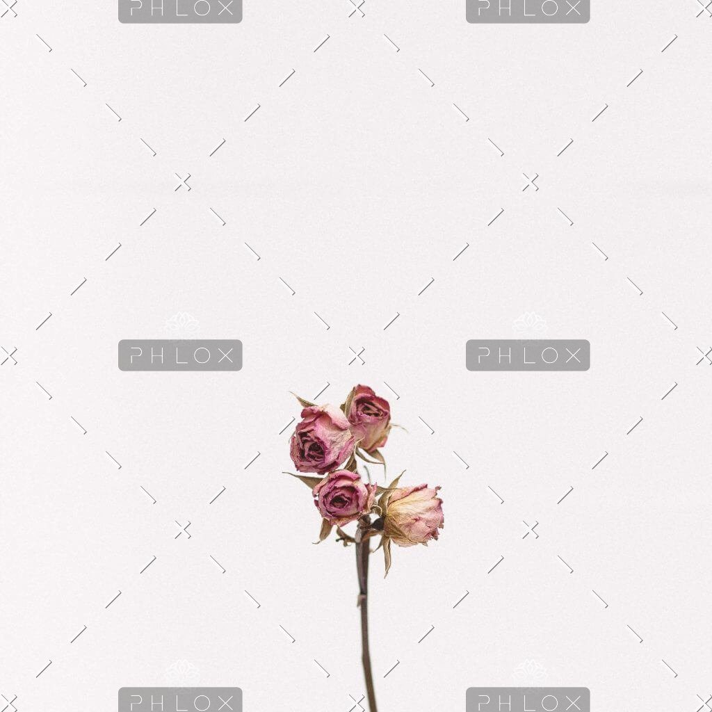 demo-attachment-1111-tanalee-youngblood-fsdWYNTymjI-unsplash-1024×1024 demo-attachment-1111-tanalee-youngblood-fsdWYNTymjI-unsplash-1024x1024